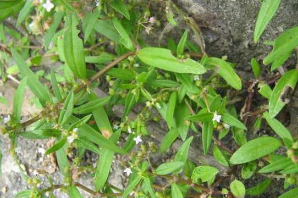 白花蛇舌草的相关介绍，属于一年生披散草本植物