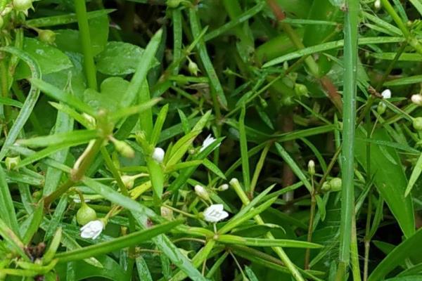 白花蛇舌草的相关介绍，属于一年生披散草本植物