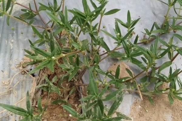 白花蛇舌草的相关介绍，属于一年生披散草本植物