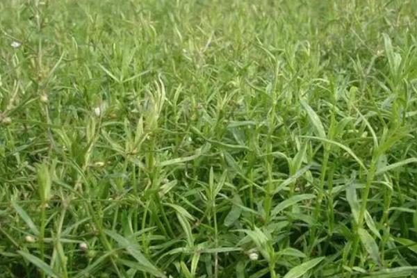 白花蛇舌草的相关介绍，属于一年生披散草本植物