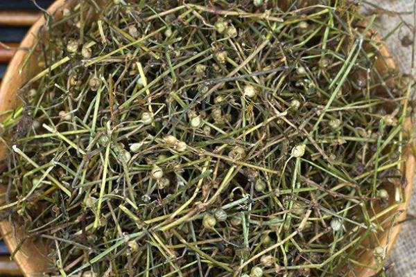 白花蛇舌草的相关介绍，属于一年生披散草本植物