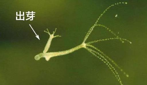 无性生殖有什么优点，加快了繁殖速度