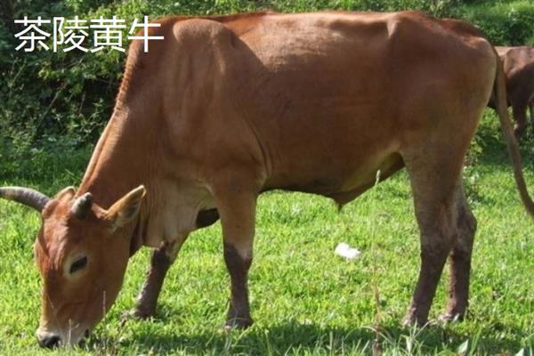 湖南茶陵县的特产，有茶陵黄牛、白芷、生姜等