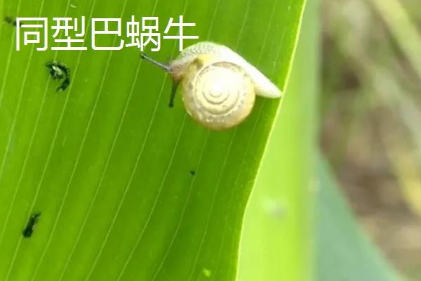 玉米穗期病虫害及防治方法，主要有叶斑病、褐斑病、锈病等