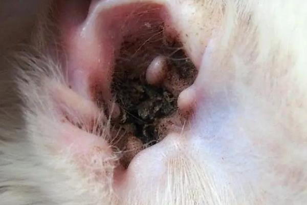 猫咪经常甩耳朵的原因，可能是感染了耳螨或耳炎导致