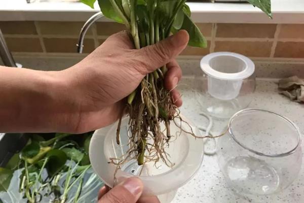 怎么水培绿萝，需要每天给其4-6小时光照