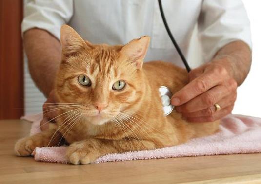 猫咪为什么发烧拉肚子，可能是患有肠胃炎