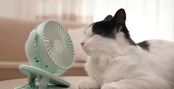 猫咪为什么发烧拉肚子，可能是患有肠胃炎
