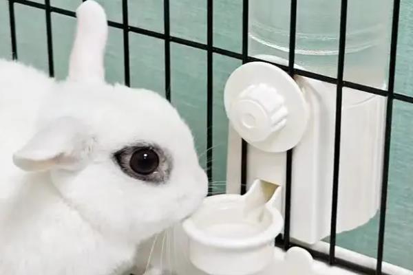 兔子不能吃哪些东西，不能吃油菜、土豆等
