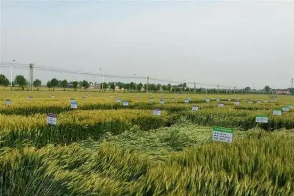 济麦22种简介，该品种为半冬性中晚熟品种