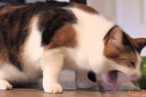 猫咪体外有寄生虫的表现，会造成猫咪瘙痒