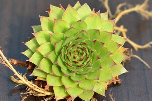 观音坐莲简介，是小型多肉植物