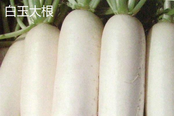 白萝卜的品种，常见的有长春大根、白玉大根等