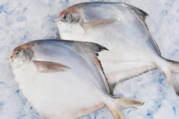鲳鱼属于淡水鱼还是海水鱼，是一种可以观赏和食用的海鱼