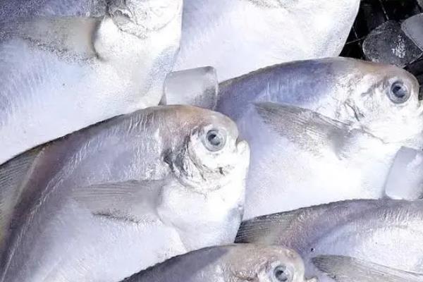 鲳鱼属于淡水鱼还是海水鱼，是一种可以观赏和食用的海鱼