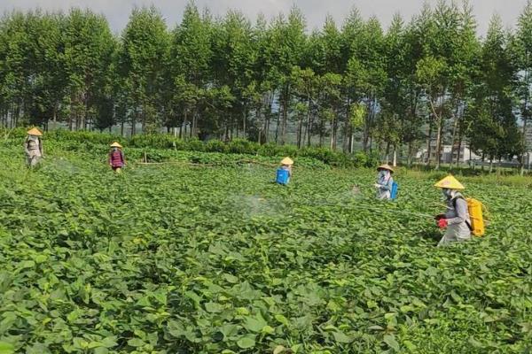 种红薯适合用哪种肥料，每个时期使用的肥料不同