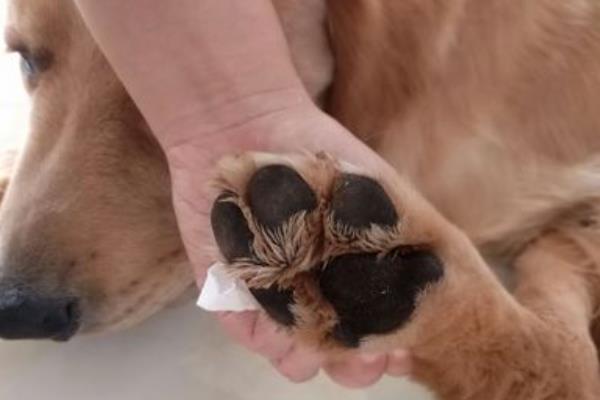 小狗发烧的症状，常表现为鼻头明显干裂