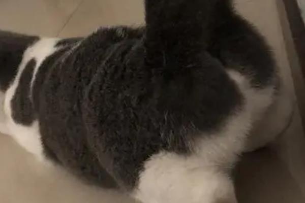 母猫发情的表现，常表现为喜欢粘着主人、精神萎靡不振等