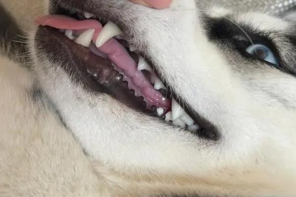 哈士奇的外观标准，表情善良友爱、眼睛呈杏仁状