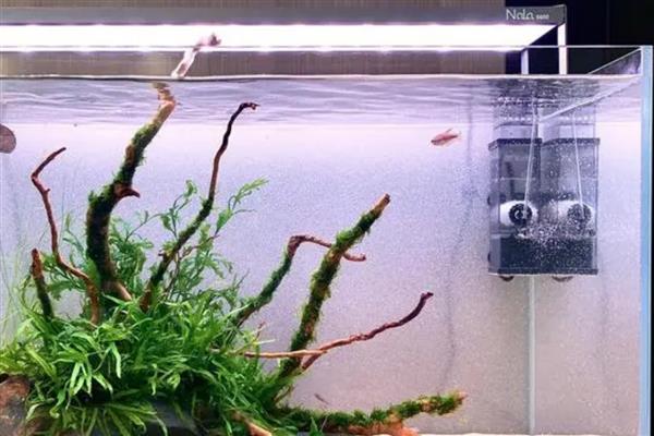 草缸水质酸碱值为多少合适，可以将PH值保持在6.0-7.0之间
