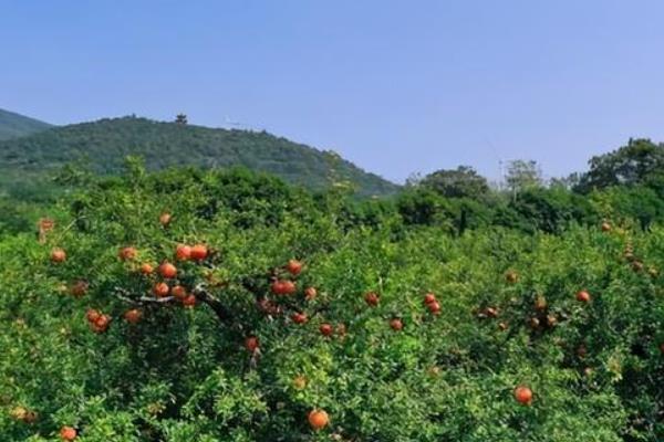 中国石榴的产地，我国现有8个主产区