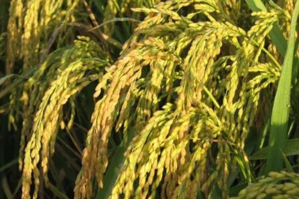 中优117(区试名称:金健6号)水稻品种的特性，全生育期为155.3天