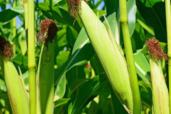 珍油玉9号玉米种子特点，中抗纹枯病5级