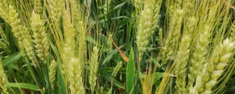 大麦与小麦有什么区别，茎秆、花朵和果实均不同
