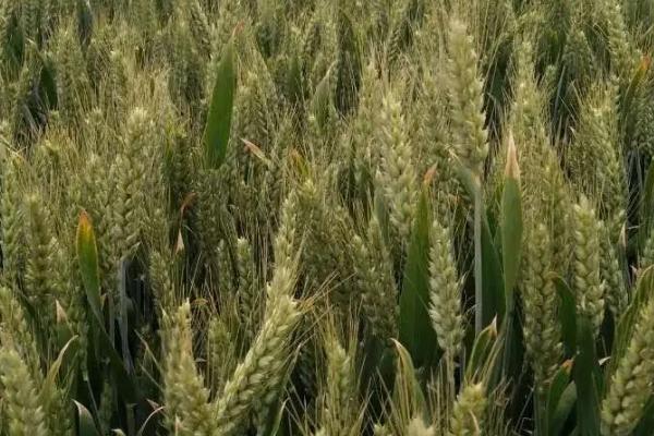 新春27号小麦种子特征特性，生育期天数100天左右