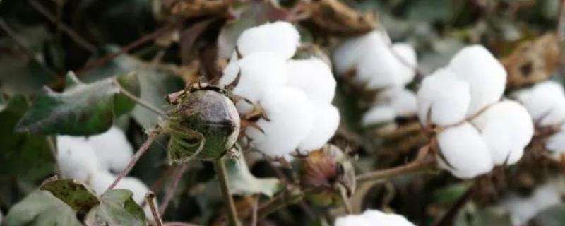 农大棉6号棉花品种的特性，种植密度3000株/亩左右