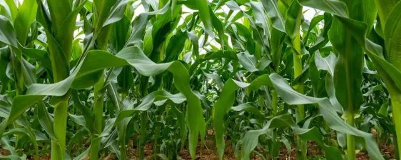 潞玉6号玉米种子介绍，生育期与农大108相仿