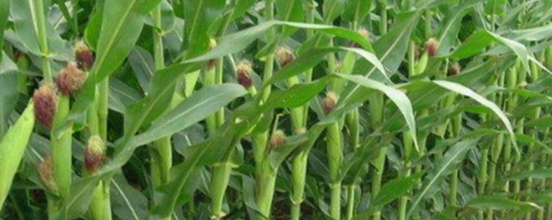 屯玉59玉米种子特点，中上等肥力地块种植