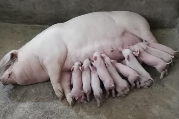 猪下完崽子不吃食的原因，可能是产后消炎消毒工作没做好