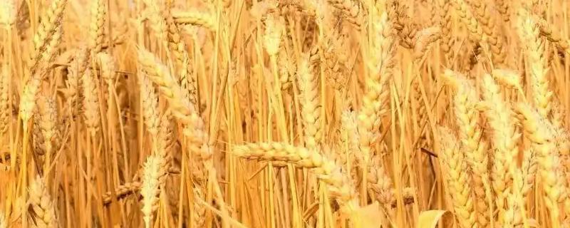 偃佃9433小麦种子特征特性，生育期220天