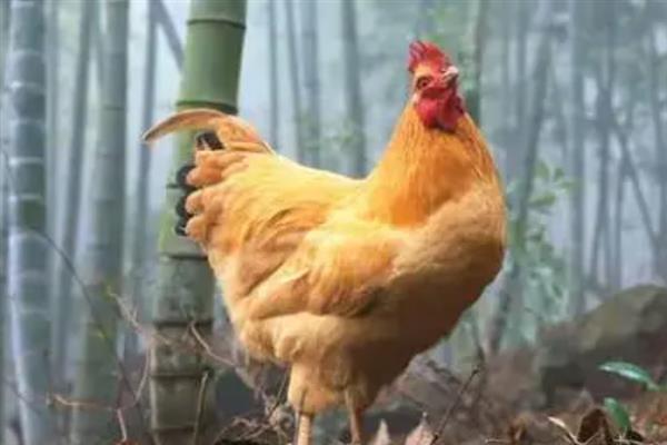 公鸡打鸣的原因，是光刺激的一种本能反应