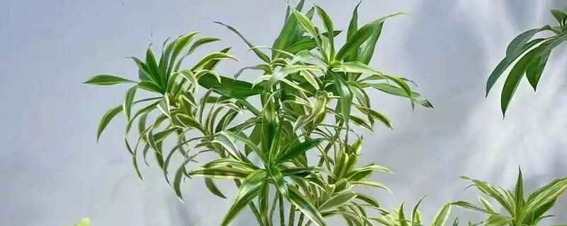 百合竹室内好不好养，适应性强适合室内养殖