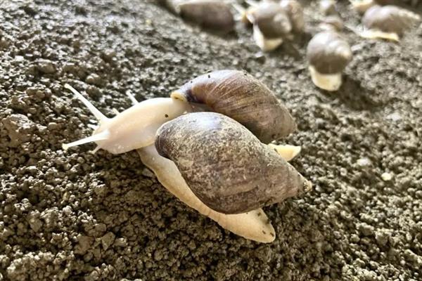 养蜗牛需要什么环境，环境的适宜温度为16-30℃