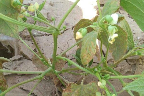 豆角叶子发黄的原因，有营养不足、病害、种植过密等