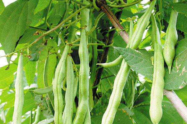 豆角叶子发黄的原因，有营养不足、病害、种植过密等