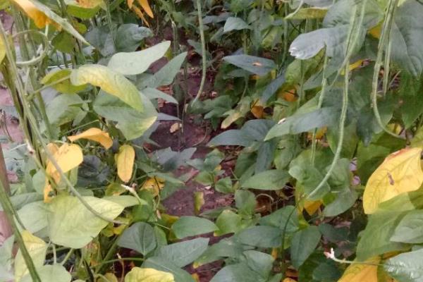 豆角叶子发黄的原因，有营养不足、病害、种植过密等