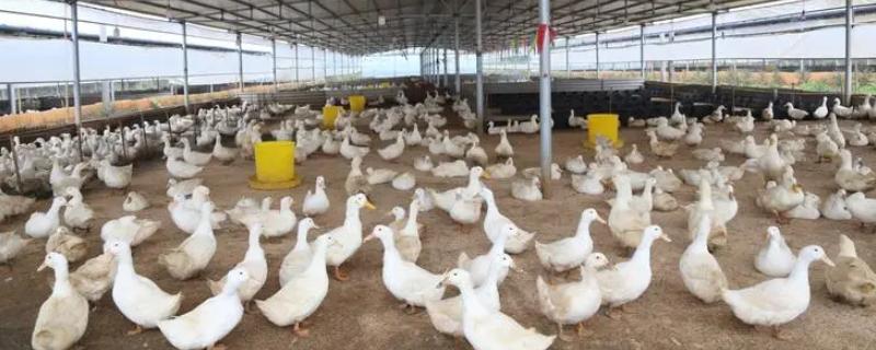 秋季养鸭怎么育肥，关键是饲喂混合饲料