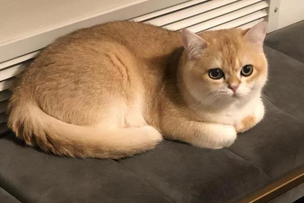 猫毛黄的原因，营养不良、洗澡频繁等都会导致