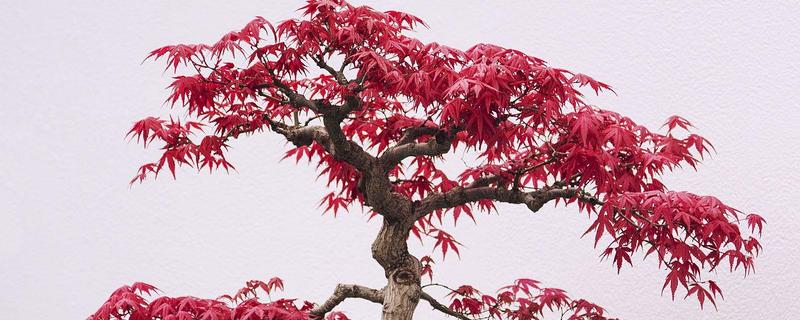 养殖日本红枫的要点,按照见干见湿的方式浇水