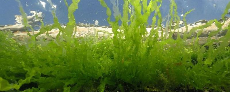金鱼藻的养殖方法，每隔7-10天换一次水