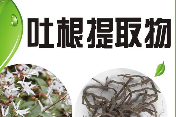 阿维菌素能治红蜘蛛吗，防治红蜘蛛效果好