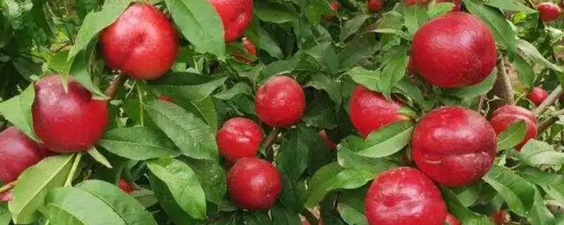 油桃的品种，常见的有中油19号、中油20号等