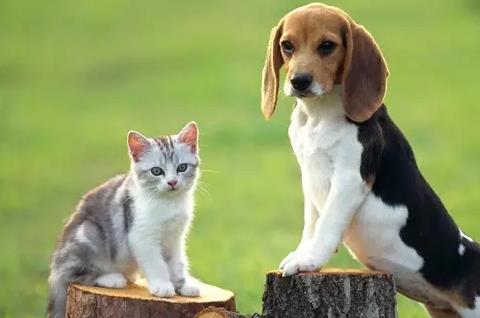 犬猫曲霉菌病的症状，临床呈现呼吸困难、咳嗽和高热
