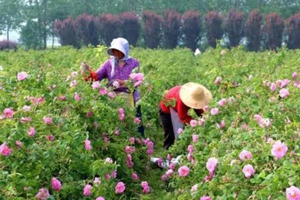 影响花卉种子出苗的因素，包括播种期、播种质量和光照等因素