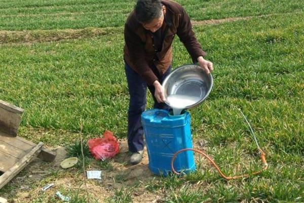 小麦除草剂什么时候使用，入冬前分蘖和第二年小麦拔节的初期为佳
