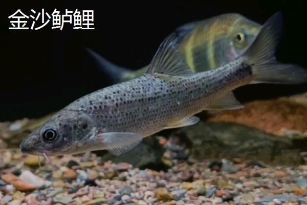 什么是牢底坐穿鱼，泛指受到保护的鱼类